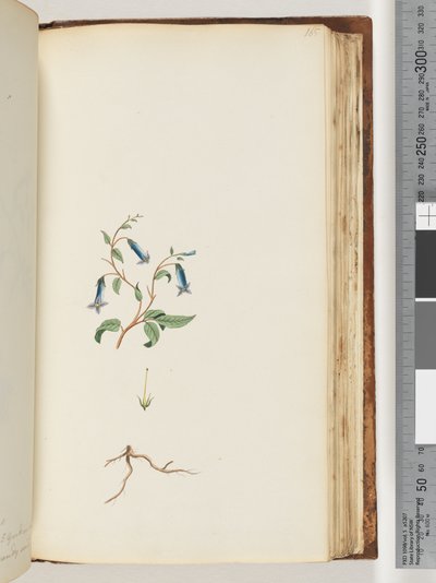 Pagina 165. Onbekende plant door Unknown artist