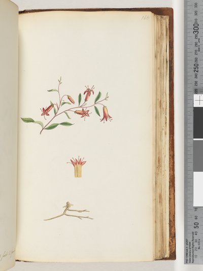 Pagina 166. Onbekende plant door Unknown artist