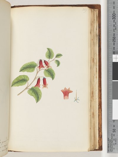 Pagina 169. Naamloze bloeiende plant door Unknown artist