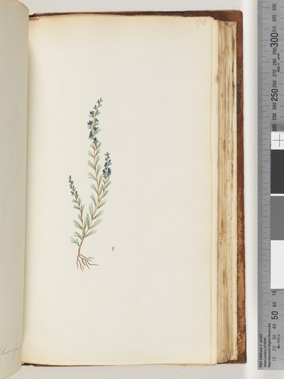 Pagina 176. Onbekende plant door Unknown artist