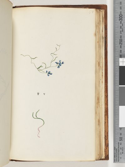 Pagina 178. Onbekende plant door Unknown artist