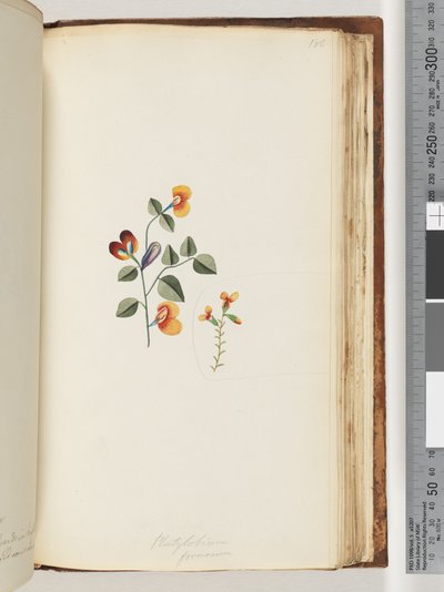Pagina 180. Platylobium formosum / Handsome Flat-pea door Unknown artist