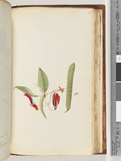 Pagina 184. Klimplanten of Houtwijnstokken door Unknown artist