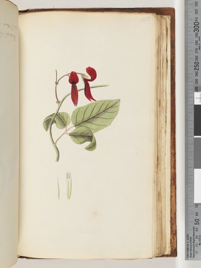 Pagina 185. Onbekende plant door Unknown artist