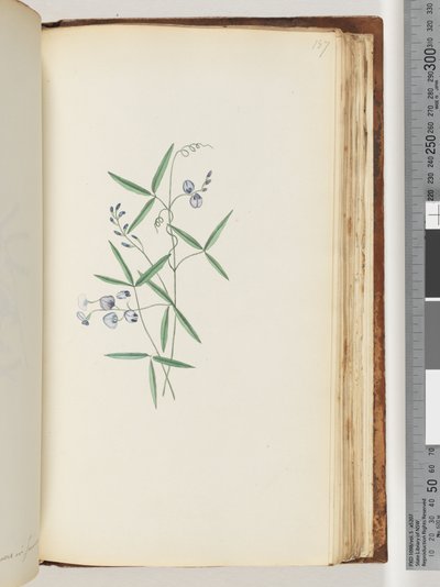 Pagina 187. Ongeïdentificeerde plant door Unknown