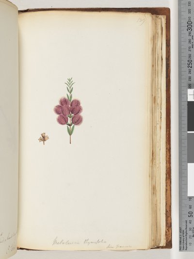 Pagina 189. Melaleuca thymifolia. Lin: Transac door Unknown artist