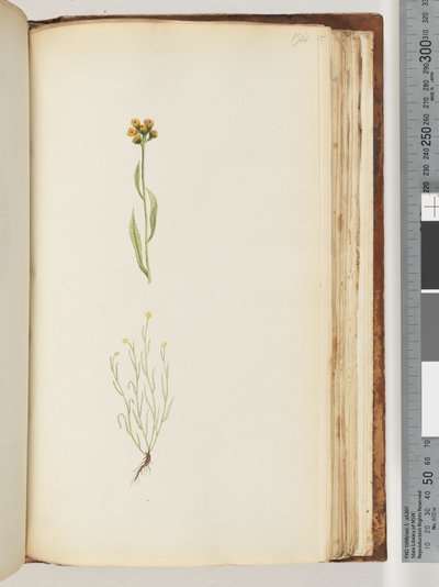 Pagina 194. Ongeïdentificeerde plant door Unknown artist