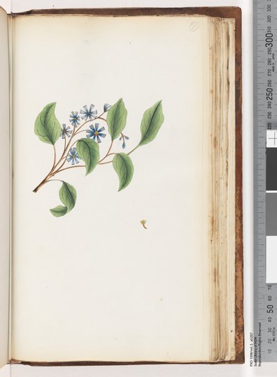 Pagina 199. Ongeïdentificeerde plant door Unknown