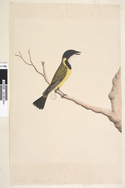 Pagina 19. April. Natuurlijke grootte Gouden Fluiter Pachycephala pectoralis, mannetje door Unknown artist
