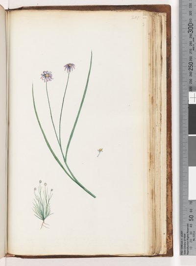 Pagina 201. Onbekende plant door Unknown artist