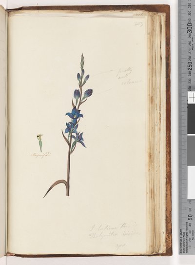 Pagina 203. Ik geloof dat dit Thelymitra ixioides is, Gevlekte Zon Orchidee door Unknown