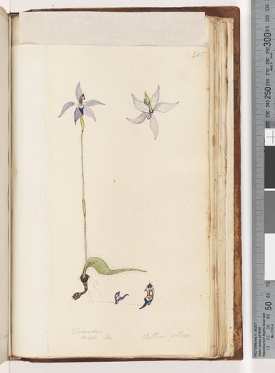 Pagina 205. Glossodia. Major On. Arethusa pilosa / Waslip Orchidee door Unknown artist