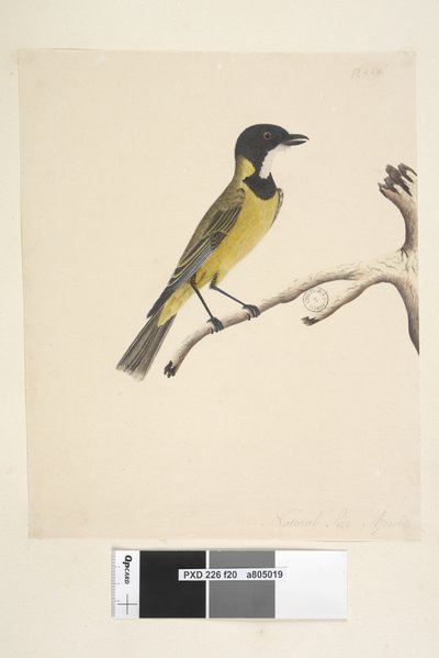 Pagina 20. Ware grootte. April Gouden Fluiter Pachycephala pectoralis, mannetje, 1791-92 door Unknown artist