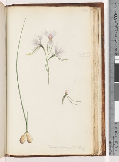 Pagina 214. Diuris elongata Saracty? Paarse Ezel Orchidee door Unknown