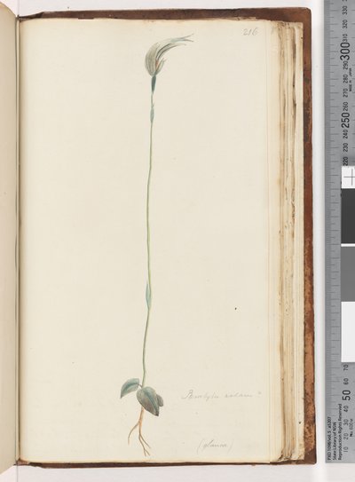 Pagina 216. Pterostylis nutans? door Unknown artist