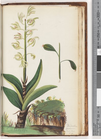 Pagina 225. Dendrobium speciosum Exot. Bot. t. 10 door Unknown artist