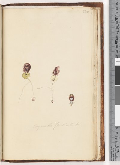 Pagina 226. Corysanthes fimbriata Br / Fringed Helmet Orchid door Unknown artist