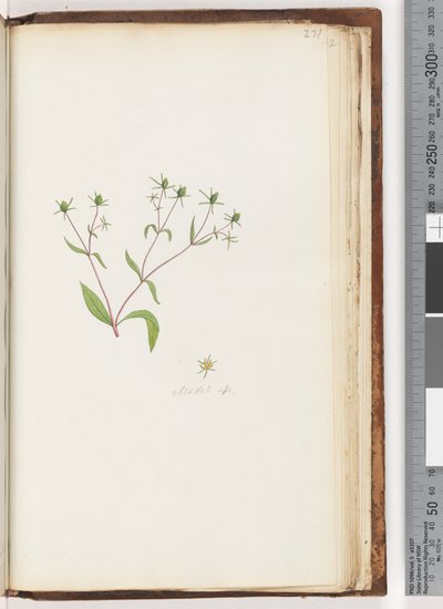 Pagina 231. Madia sp door Unknown artist