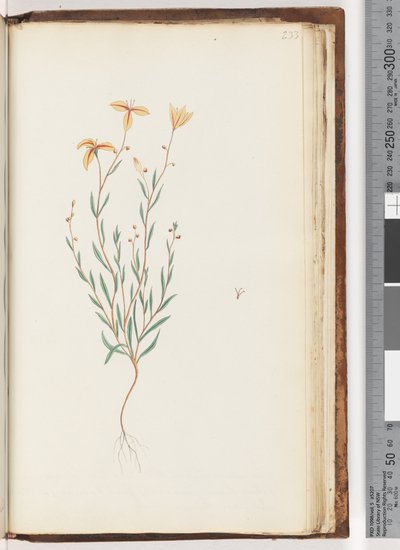 Pagina 233. Ongeïdentificeerde plant door Unknown