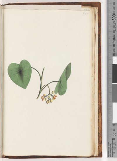 Pagina 235. Onbekende plant door Unknown artist