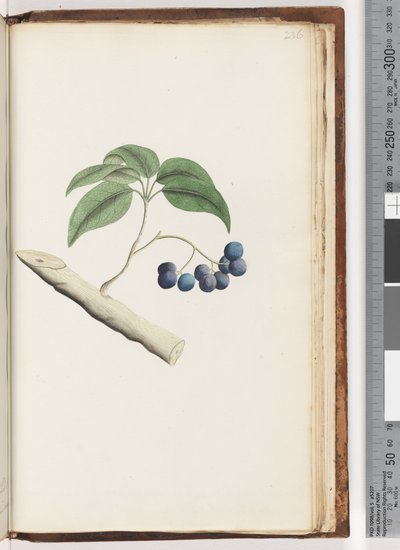 Pagina 236. Ongeïdentificeerde plant door Unknown