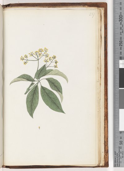 Pagina 237. Onbekende plant door Unknown artist