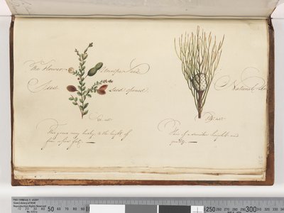 Pagina 238. Ongeïdentificeerde plant door Unknown artist