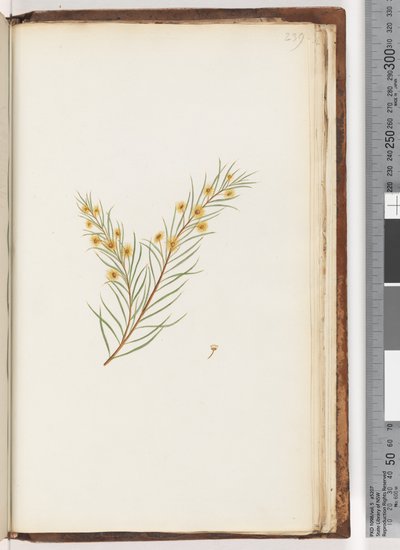 Pagina 239. Onbekende plant door Unknown artist