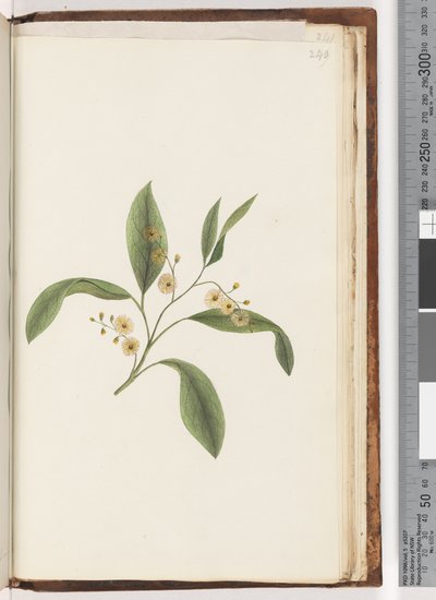 Pagina 240. Onbekende plant door Unknown artist
