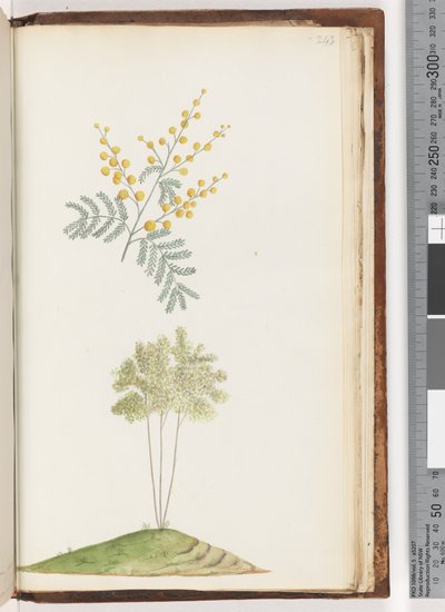 Pagina 243. Naamloze bloeiende plant door Unknown artist
