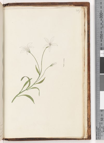 Pagina 247. Ongeïdentificeerde plant door Unknown artist