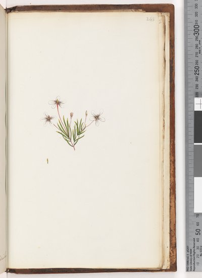 Pagina 248. Ongeïdentificeerde plant door Unknown