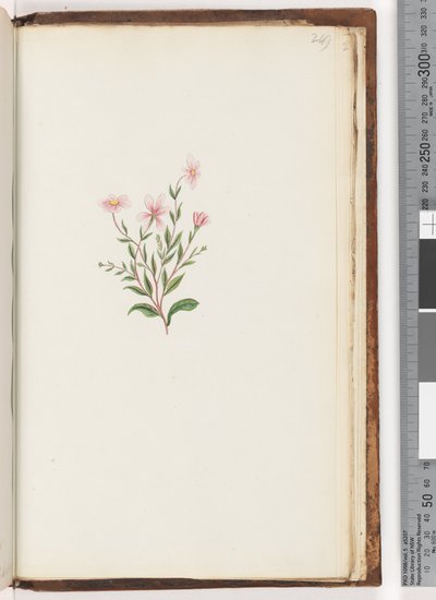 Pagina 249. Onbekende plant door Unknown artist