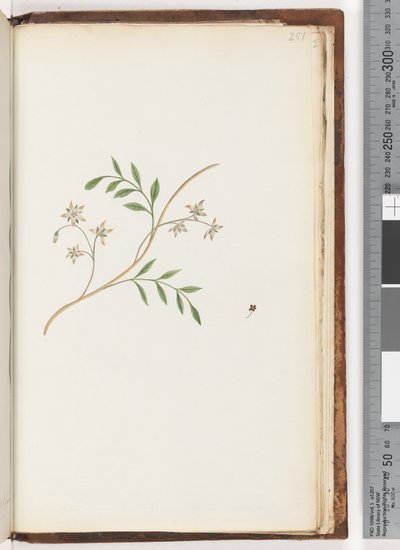 Pagina 251. Ongeïdentificeerde plant door Unknown artist