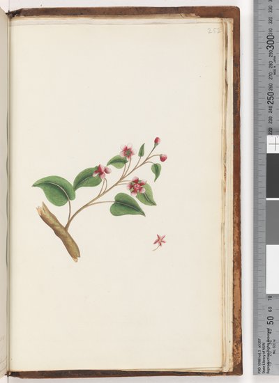 Pagina 252. Ongeïdentificeerde plant door Unknown artist