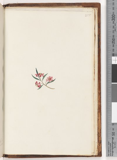 Pagina 255. Onbekende plant door Unknown artist