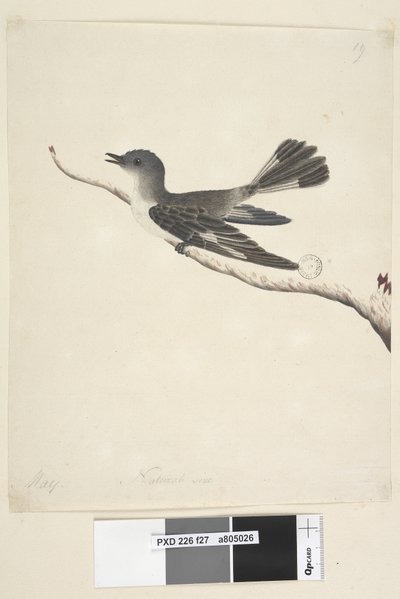 Pagina 27. Mei. Natuurlijke grootte Gehoede Robin, vrouwtje Melanodryas cucullata door Unknown artist
