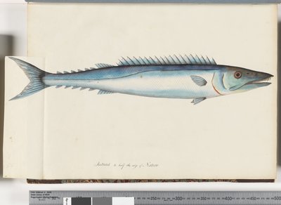 Pagina 32. Barracouta door Unknown artist