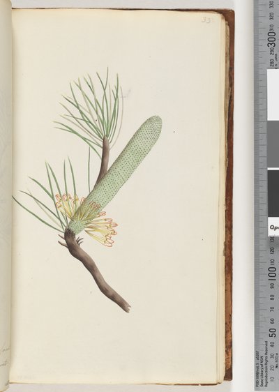 Pagina 33. Plant, Banksia spinulosa door Unknown artist