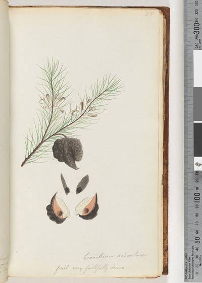 Pagina 35. Conchium aciculare / Zeer getrouw getekende vrucht Haarige naaldstruik door Unknown artist