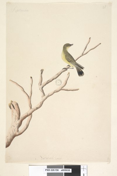 Pagina 36. September. Natuurlijke grootte Gele Doornstaart Acanthiza nana door Unknown artist