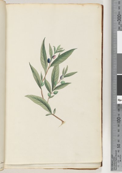 Pagina 3. Onbekende plant door Unknown artist