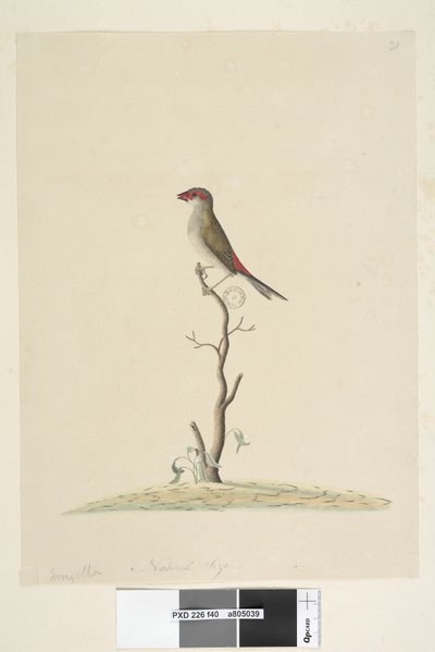 Pagina 40. Fringilla. Ware grootte Rood, Gebroekte Vink Neochmia temporalis Aegintha temporalis, 1791-92 door Unknown artist