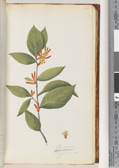 Persoonia / Schraderia ferruginea door Unknown artist
