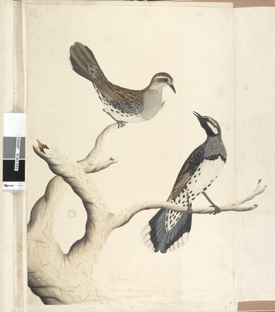 Pagina 4. Turdus. in een andere hand getekend op ware grootte, zijnde de enige twee van dit soort die tot nu toe in de kolonie zijn gezien, juni 1792 Spotted Quail Thrush Cinclosoma punctatum door Unknown artist