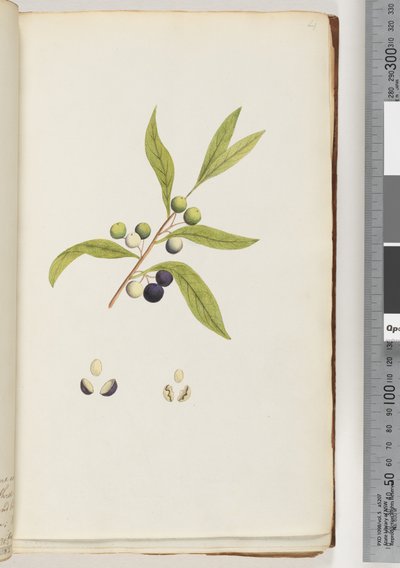 Ongeïdentificeerde plant door Unknown artist