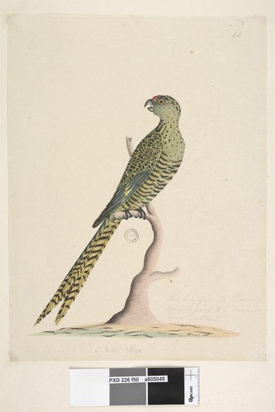 Pagina 50. Dit is een grondpapegaai en gaat nooit of zeer zelden naar een boom. onderaan in andere hand Natuurlijke grootte. Grondpapegaai Pezoporus wallicus, 1791-92 door Unknown artist