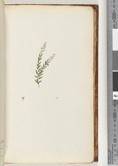 Ongeïdentificeerde plant door Unknown artist