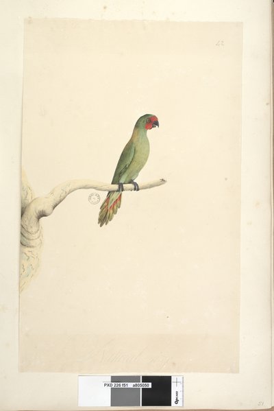 Pagina 51. Natuurlijke grootte Kleine Lorikeet Glossopsitta pusilla door Unknown artist