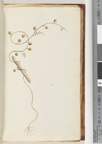 Pagina 52. Onbekende plant door Unknown artist